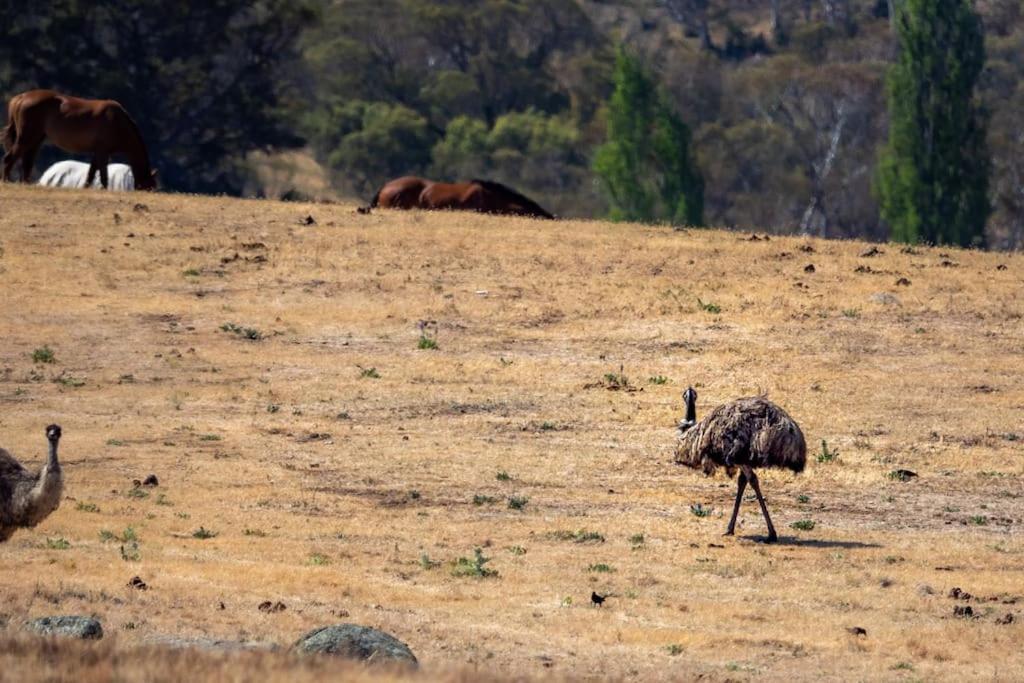 Big Yard Escapes - Two Off-Grid Tiny Houses On The Mowamba River Jindabyne Exteriör bild