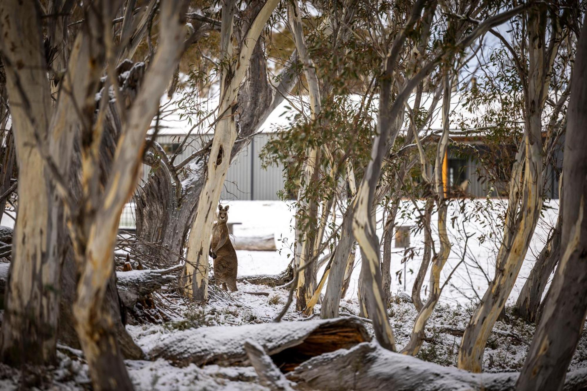 Big Yard Escapes - Two Off-Grid Tiny Houses On The Mowamba River Jindabyne Exteriör bild